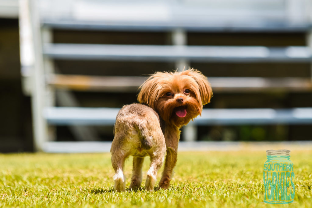 Chocolate Yorkie