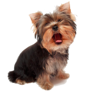 yorkie yawn