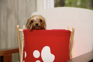 Micro Yorkie Chillin