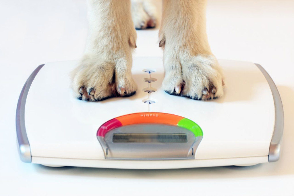Fatty scale copy