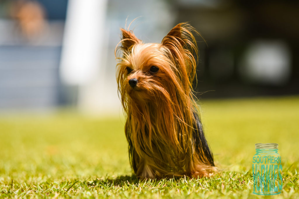 micro yorkie Macaroni 