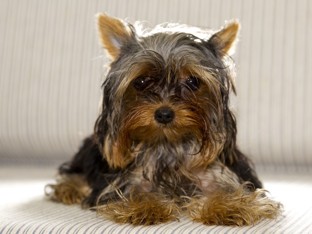 Micro Yorkie: Pickle Peen 