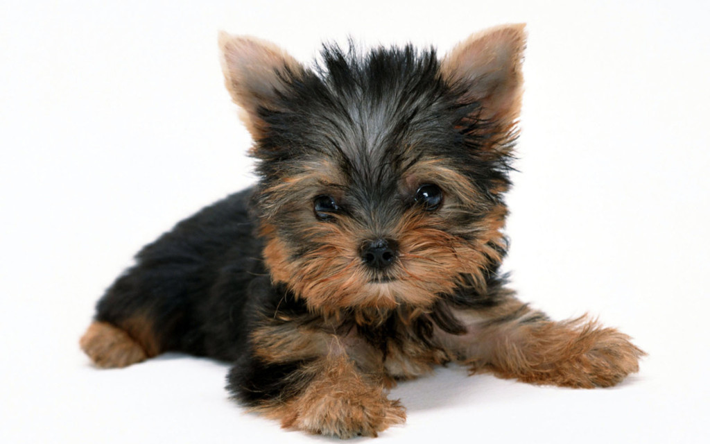 pup