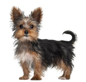 yorkshire-terrier-21