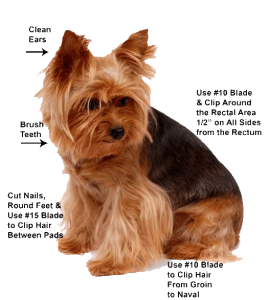 Yorkie Grooming